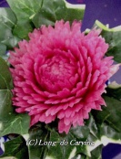 <center>削ぐ花びら</center><center>お椀型に切り出した紅芯大根から中心に向かって１枚１枚薄く削ぐように花びらを作りました</center>