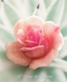 <center>華一輪</center><center>赤かぶ</center>
