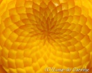 <center>花心の中心</center><center>　コリンキー</center>