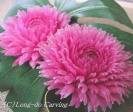 <center>蓮＆菊の花</center><center>紅芯大根</center>