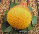 <center>ドークピースア（蝶の花）</center><center>コリンキー</center>